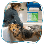 Pet Evolution Coupons Gallery Image